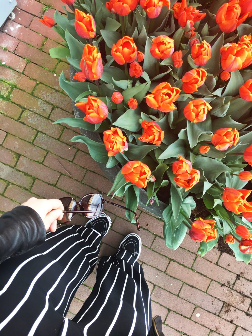 Tulp Festival 2018